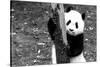 China 10MKm2 Collection - Giant Panda Baby-Philippe Hugonnard-Stretched Canvas