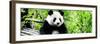 China 10MKm2 Collection - Giant Panda-Philippe Hugonnard-Framed Photographic Print