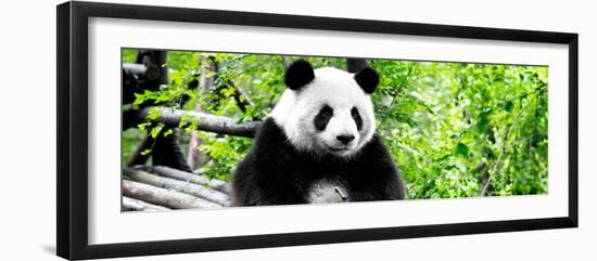 China 10MKm2 Collection - Giant Panda-Philippe Hugonnard-Framed Photographic Print