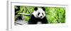 China 10MKm2 Collection - Giant Panda-Philippe Hugonnard-Framed Photographic Print