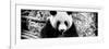 China 10MKm2 Collection - Giant Panda-Philippe Hugonnard-Framed Photographic Print