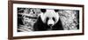 China 10MKm2 Collection - Giant Panda-Philippe Hugonnard-Framed Photographic Print