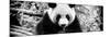 China 10MKm2 Collection - Giant Panda-Philippe Hugonnard-Mounted Photographic Print