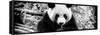 China 10MKm2 Collection - Giant Panda-Philippe Hugonnard-Framed Stretched Canvas