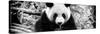 China 10MKm2 Collection - Giant Panda-Philippe Hugonnard-Stretched Canvas