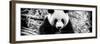 China 10MKm2 Collection - Giant Panda-Philippe Hugonnard-Framed Photographic Print