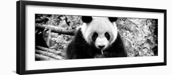 China 10MKm2 Collection - Giant Panda-Philippe Hugonnard-Framed Photographic Print