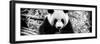 China 10MKm2 Collection - Giant Panda-Philippe Hugonnard-Framed Photographic Print