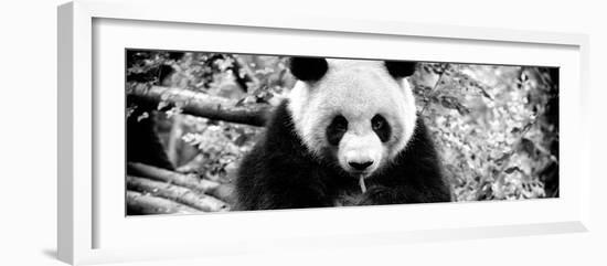 China 10MKm2 Collection - Giant Panda-Philippe Hugonnard-Framed Photographic Print