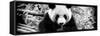 China 10MKm2 Collection - Giant Panda-Philippe Hugonnard-Framed Stretched Canvas