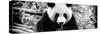 China 10MKm2 Collection - Giant Panda-Philippe Hugonnard-Stretched Canvas