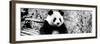 China 10MKm2 Collection - Giant Panda-Philippe Hugonnard-Framed Photographic Print