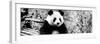 China 10MKm2 Collection - Giant Panda-Philippe Hugonnard-Framed Photographic Print