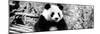 China 10MKm2 Collection - Giant Panda-Philippe Hugonnard-Mounted Photographic Print