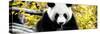 China 10MKm2 Collection - Giant Panda-Philippe Hugonnard-Stretched Canvas