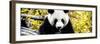 China 10MKm2 Collection - Giant Panda-Philippe Hugonnard-Framed Photographic Print