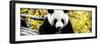 China 10MKm2 Collection - Giant Panda-Philippe Hugonnard-Framed Photographic Print