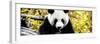 China 10MKm2 Collection - Giant Panda-Philippe Hugonnard-Framed Photographic Print