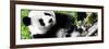 China 10MKm2 Collection - Giant Panda-Philippe Hugonnard-Framed Photographic Print