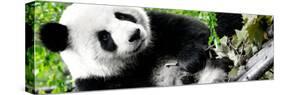 China 10MKm2 Collection - Giant Panda-Philippe Hugonnard-Stretched Canvas