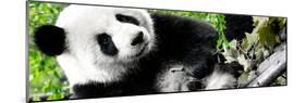 China 10MKm2 Collection - Giant Panda-Philippe Hugonnard-Mounted Photographic Print