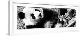 China 10MKm2 Collection - Giant Panda-Philippe Hugonnard-Framed Photographic Print