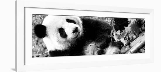 China 10MKm2 Collection - Giant Panda-Philippe Hugonnard-Framed Photographic Print