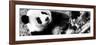 China 10MKm2 Collection - Giant Panda-Philippe Hugonnard-Framed Photographic Print