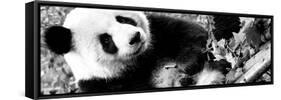 China 10MKm2 Collection - Giant Panda-Philippe Hugonnard-Framed Stretched Canvas