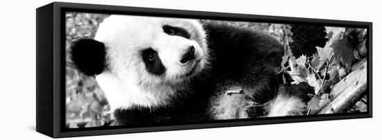 China 10MKm2 Collection - Giant Panda-Philippe Hugonnard-Framed Stretched Canvas