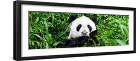 China 10MKm2 Collection - Giant Panda-Philippe Hugonnard-Framed Photographic Print