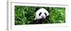 China 10MKm2 Collection - Giant Panda-Philippe Hugonnard-Framed Photographic Print