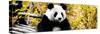 China 10MKm2 Collection - Giant Panda-Philippe Hugonnard-Stretched Canvas