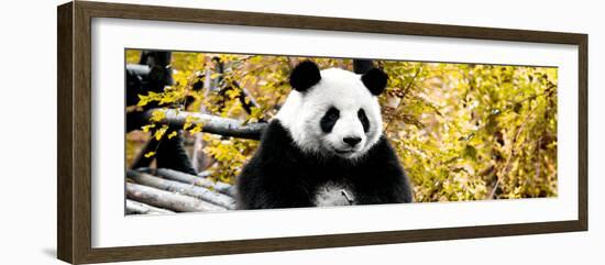 China 10MKm2 Collection - Giant Panda-Philippe Hugonnard-Framed Photographic Print