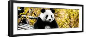 China 10MKm2 Collection - Giant Panda-Philippe Hugonnard-Framed Photographic Print