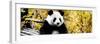 China 10MKm2 Collection - Giant Panda-Philippe Hugonnard-Framed Photographic Print