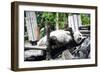 China 10MKm2 Collection - Giant Panda-Philippe Hugonnard-Framed Photographic Print