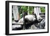 China 10MKm2 Collection - Giant Panda-Philippe Hugonnard-Framed Photographic Print