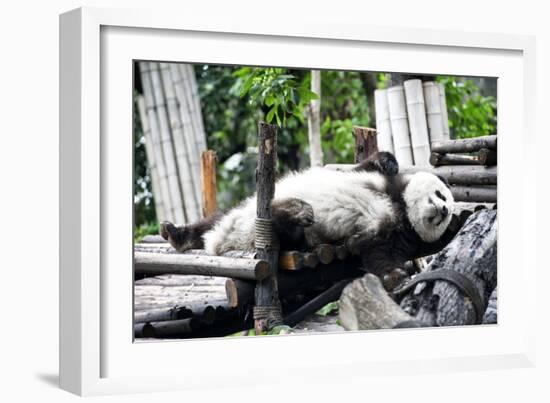 China 10MKm2 Collection - Giant Panda-Philippe Hugonnard-Framed Photographic Print