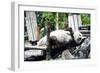 China 10MKm2 Collection - Giant Panda-Philippe Hugonnard-Framed Photographic Print