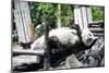 China 10MKm2 Collection - Giant Panda-Philippe Hugonnard-Mounted Photographic Print