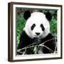 China 10MKm2 Collection - Giant Panda-Philippe Hugonnard-Framed Photographic Print