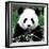 China 10MKm2 Collection - Giant Panda-Philippe Hugonnard-Framed Photographic Print