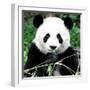 China 10MKm2 Collection - Giant Panda-Philippe Hugonnard-Framed Photographic Print