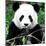 China 10MKm2 Collection - Giant Panda-Philippe Hugonnard-Mounted Photographic Print