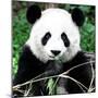 China 10MKm2 Collection - Giant Panda-Philippe Hugonnard-Mounted Photographic Print