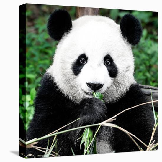 China 10MKm2 Collection - Giant Panda-Philippe Hugonnard-Stretched Canvas