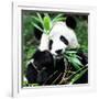 China 10MKm2 Collection - Giant Panda-Philippe Hugonnard-Framed Photographic Print