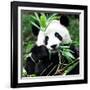 China 10MKm2 Collection - Giant Panda-Philippe Hugonnard-Framed Photographic Print