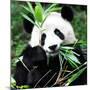 China 10MKm2 Collection - Giant Panda-Philippe Hugonnard-Mounted Photographic Print